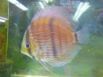 ミニチュアダックス