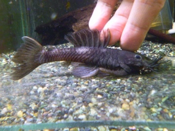 リチャードソンジリス