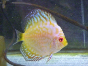 ブリティッシュショートヘア