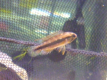 ブロンズカナリア