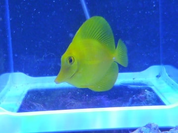 アメリカンショートヘア