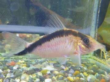 カンムリコサイチョウ