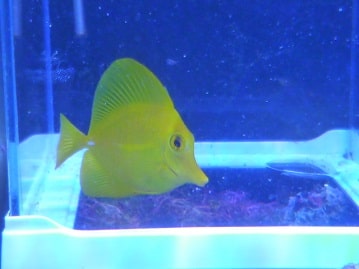 アメリカンショートヘア