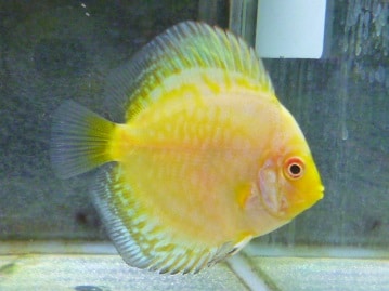 ブロンズカナリア