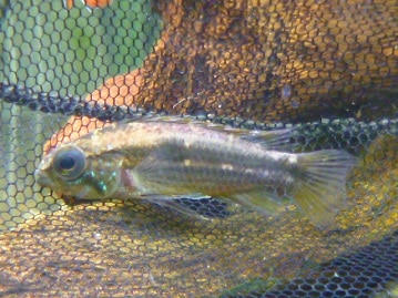 ブロンズカナリア