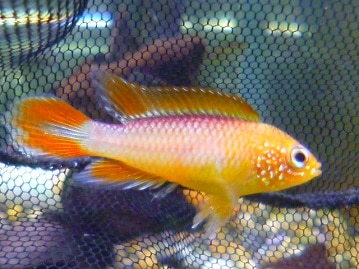 ブロンズカナリア