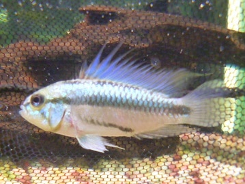 ミニチュアダックス｜人が大好き！甘えん坊な子です！