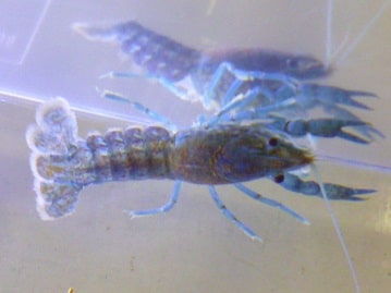 アメリカンショートヘア