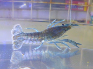 人気のアメリカンショートヘアーの女の子