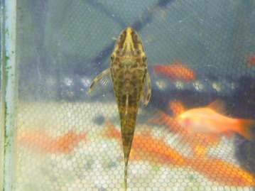 キエリボタンインコ