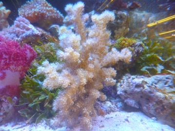 手乗りマメルリハ（パイド）可愛い女の子