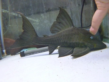 キエリボタンインコ