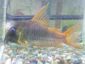 アメリカンショートヘア