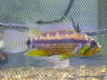 アメリカンショートヘア