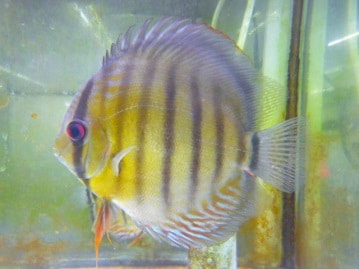 キエリボタンインコ