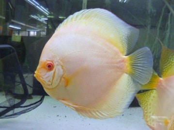 元気いっぱいのメインクーン（ブラウンタビー＆ホワイト）の男の子