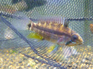 キエリボタンインコ　２０１９年６月１４日撮影