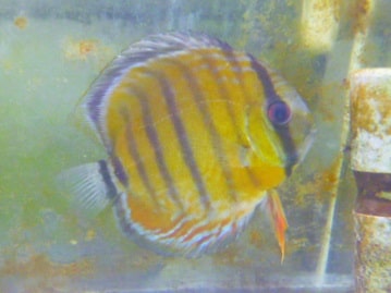 ＭＩＸ犬（トイプードルＸチワワ）　男の子　２０１９年６月２日撮影