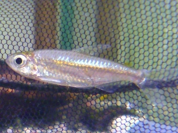 ジャンボセキセイインコ