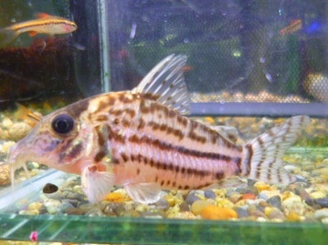 ジャンボセキセイインコ