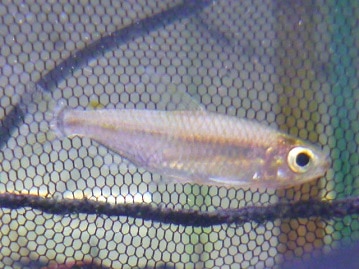 ジャンボセキセイインコ