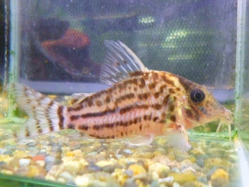 ジャンボセキセイインコ