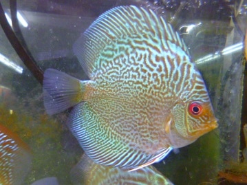 ジャンボセキセイインコ