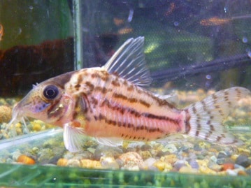 ジャンボセキセイインコ