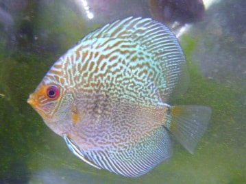 ワキコガネウロコインコ　２０１９年６月生まれ