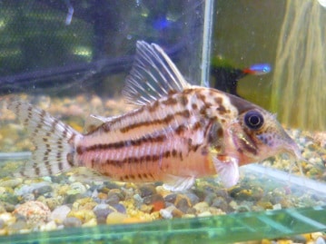 ジャンボセキセイインコ