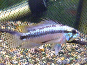 ジャンボセキセイインコ