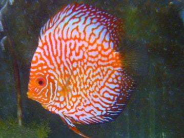 ジャンボセキセイインコ