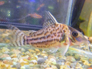 ワキコガネウロコインコ