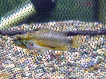 ジャンボセキセイインコ