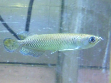 手乗りコザクラインコ　ノーマル　ヒナ　７月３日