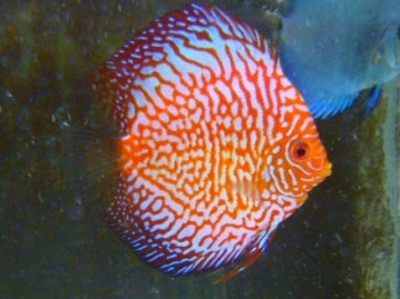 ジャンボセキセイインコ