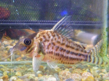 ワキコガネウロコインコ