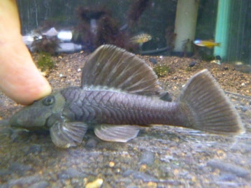 ジャンボセキセイインコ