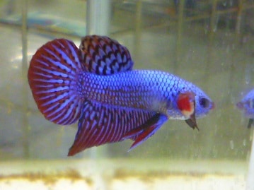 ジャンボセキセイインコ