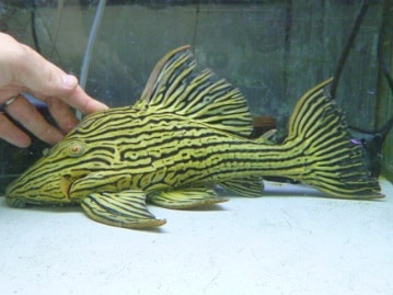 ワキコガネウロコインコ