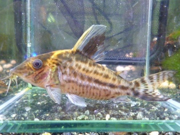 キエリボタンインコ