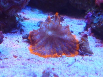 ワキコガネウロコインコ