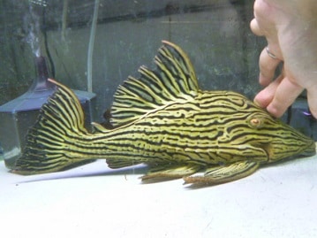 ジャンボセキセイインコ