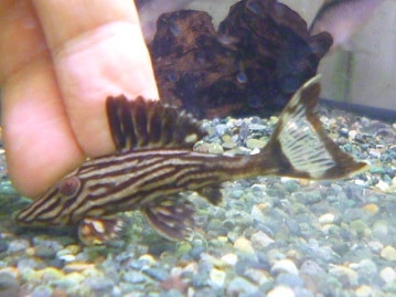 手乗り　コザクラインコ　ノーマル　ヒナ　７月２５日