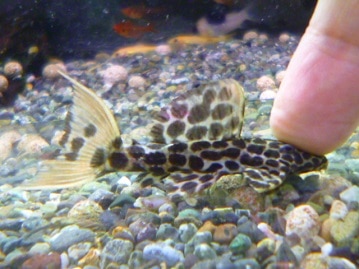 シロガシラウシハタオリ