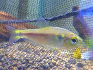 キエリボタンインコ