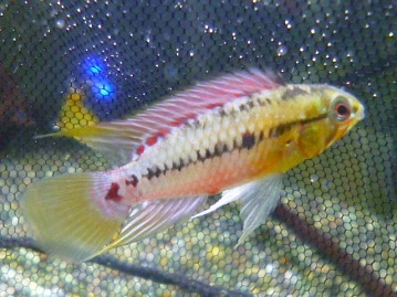 ワキコガネウロコインコ