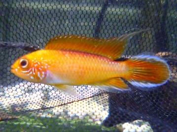 ジャンボセキセイインコ