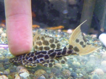 シロガシラウシハタオリ