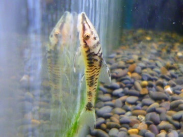 手乗りキエリボタンインコ　ヒナ　７月３１日